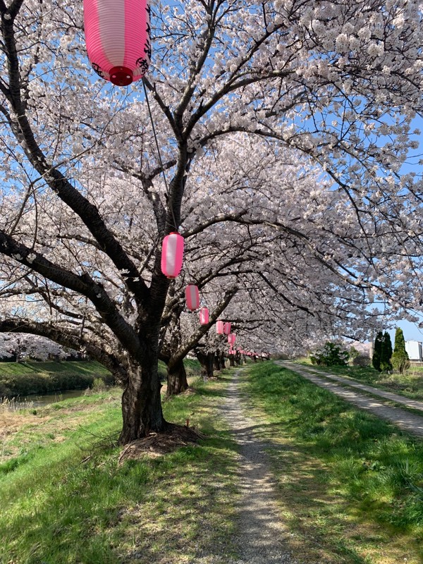 大会の後に桜を見ました。しみる