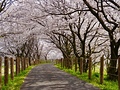 濃尾平野