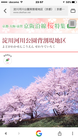 すごく綺麗な桜並木に言葉を失い