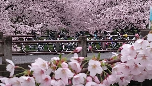 雨天決行‼満開の桜ポタ