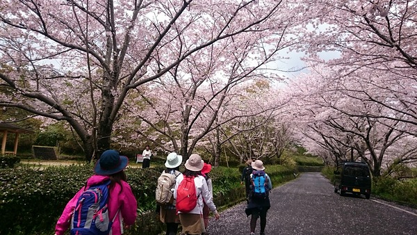 二上山桜