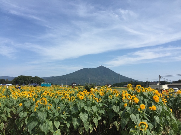 筑波山とひまわりライド