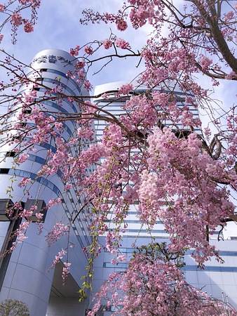 職場付近の枝垂桜(管理人撮影)