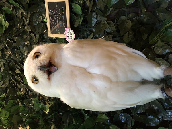 白いフクロウさん(管理人撮影)