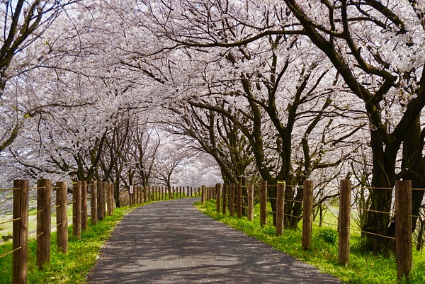 濃尾平野