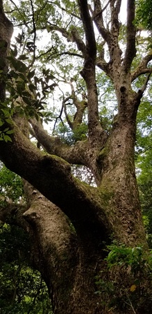 立花山大クス