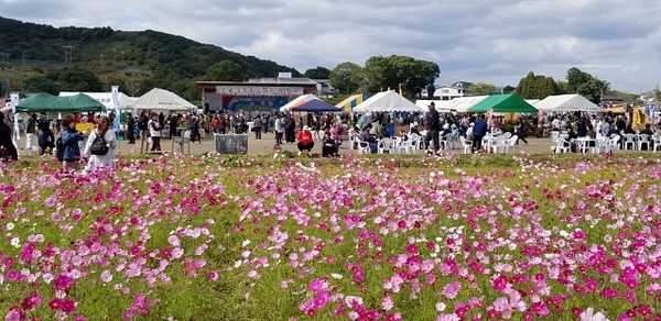 三光コスモス園