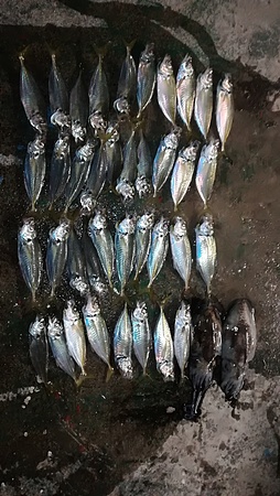 こないだの釣果です