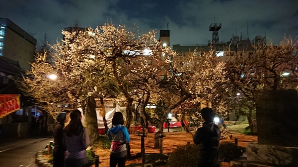 湯島天神夜梅ラン