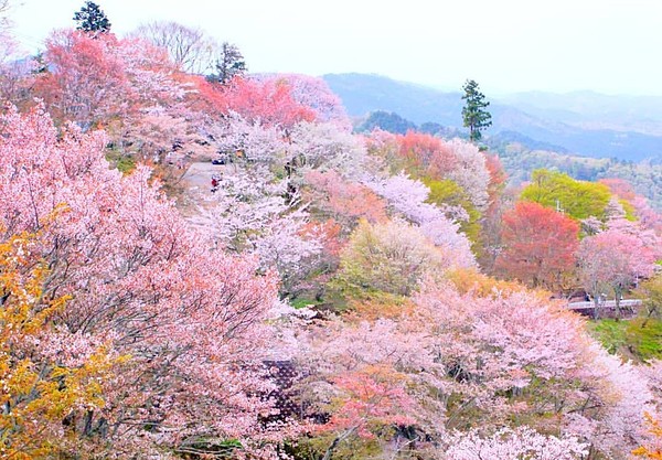 ４月に吉野山のイベントを行いま