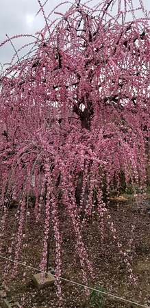 浜玉町しだれ梅(有須田家)