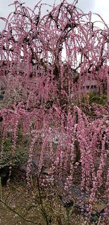 浜玉町しだれ梅(有須田家)