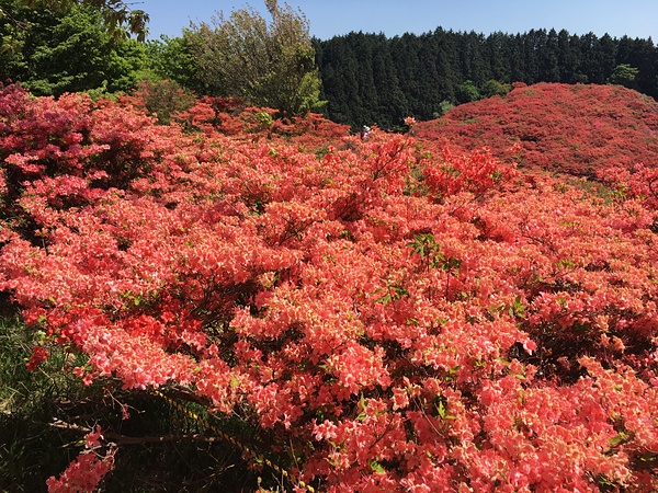 5月に葛城山のイベントを行いま