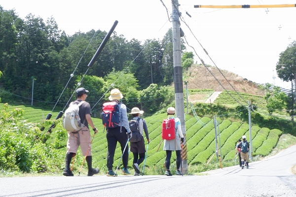 和束町茶畑の景観を楽しみながら