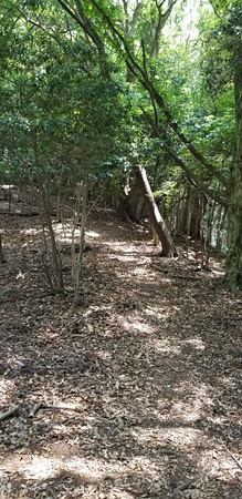 笠置山登山道