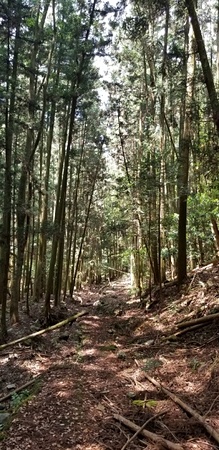 笠置山登山道