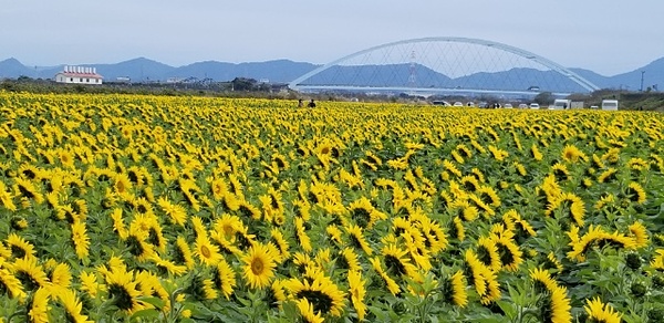 大牟田ひまわり園