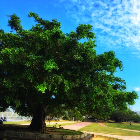 よくこの木の下で弾いてます😆