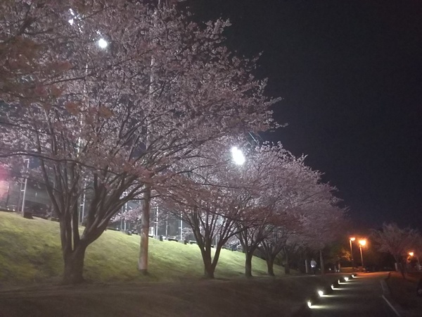 2月25日体育館周回コース🌸