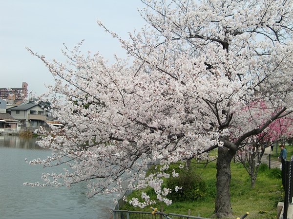 桃ヶ池公園の桃と桜