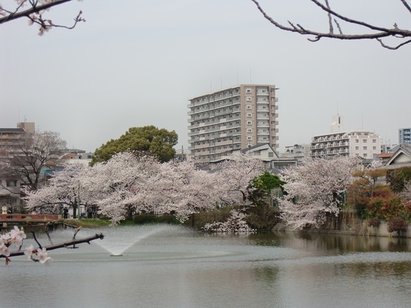 春の桃ヶ池公園