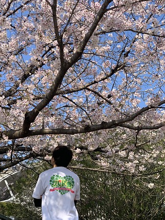 東スポセン前の桜