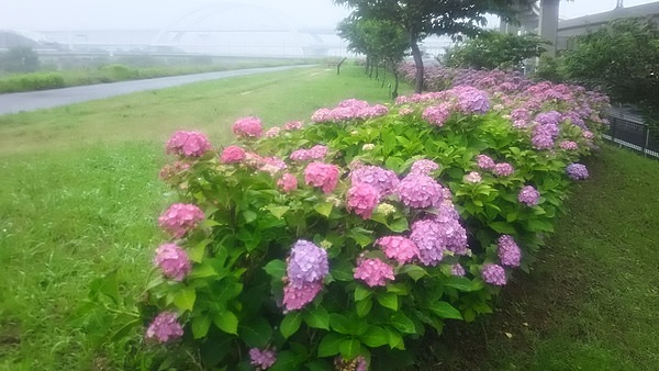 季節感を纏いながら走ろう😀