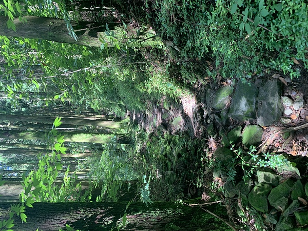 気持ちいい山道を一緒に歩きまし
