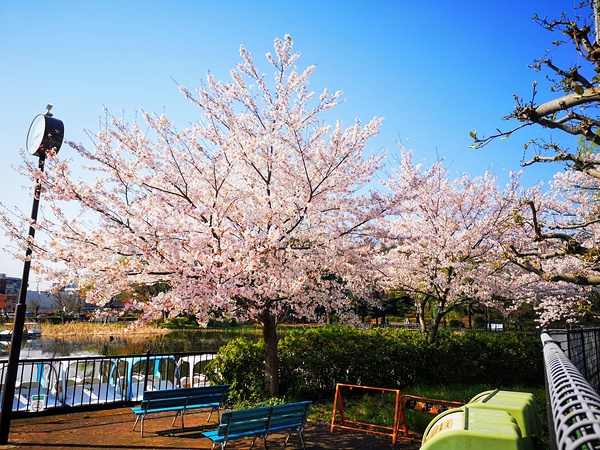 石神井公園