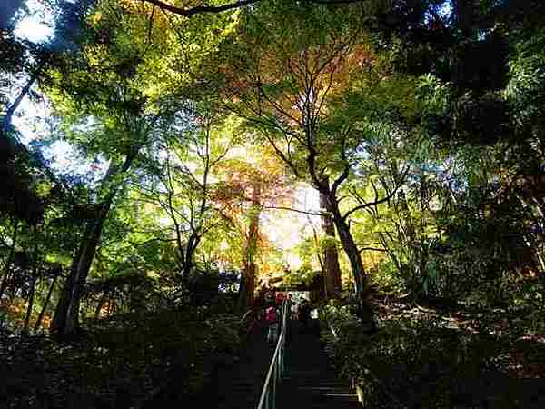 奥多摩の秋紅葉 高水三山