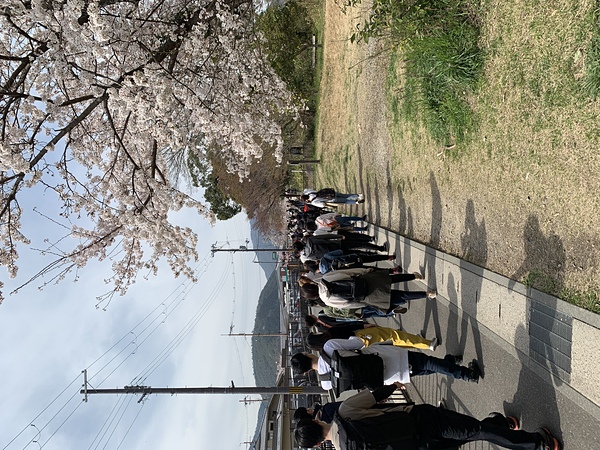嵐山 桜が満開♪