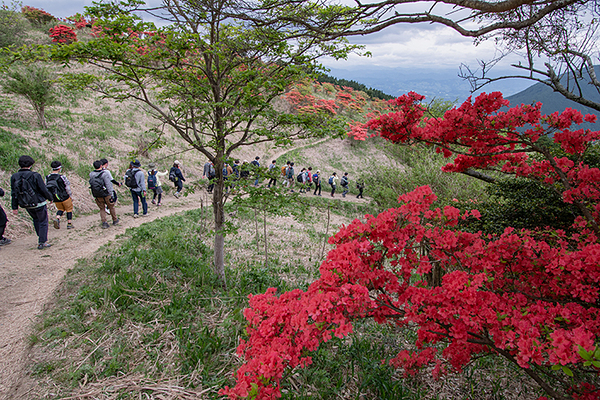 葛城山 ツツジ園