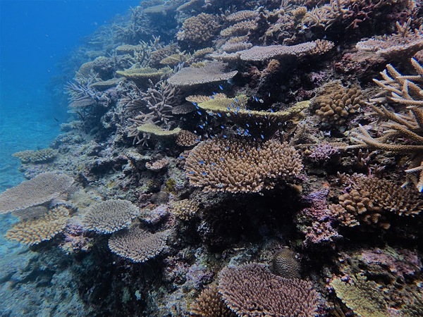 石垣島奇麗なサンゴ