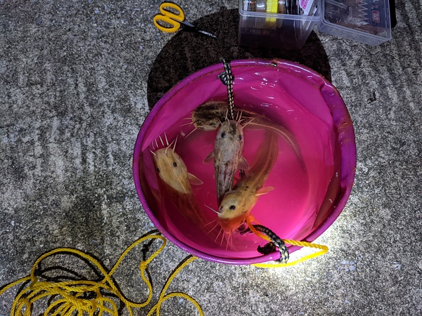 ちょっと怖い。食べると旨い。