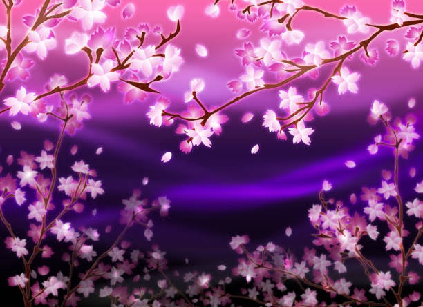 夜桜✨