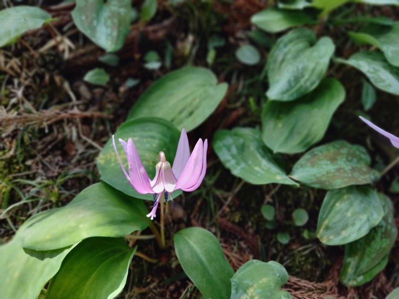 カタクリの花