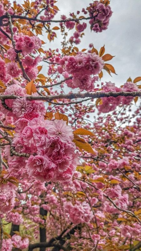 石神井公園🌸