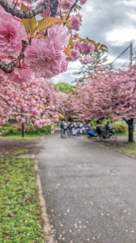 石神井公園🌸