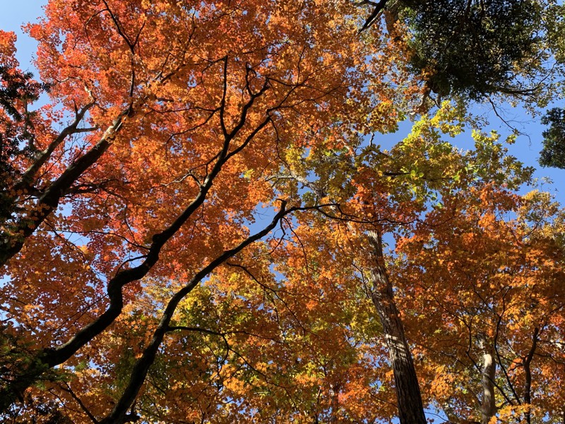 紅葉の時期（平家・広河原合流点