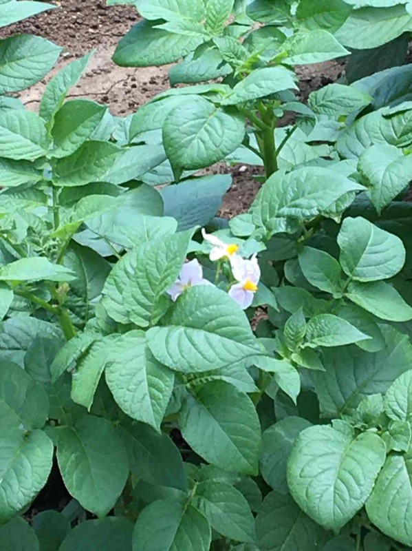 今金男爵イモの花です。