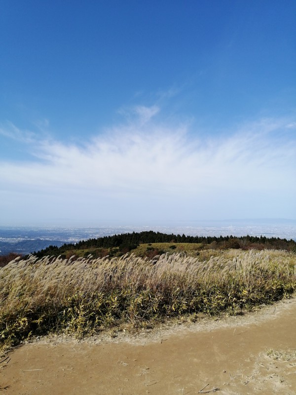 葛城山のススキ