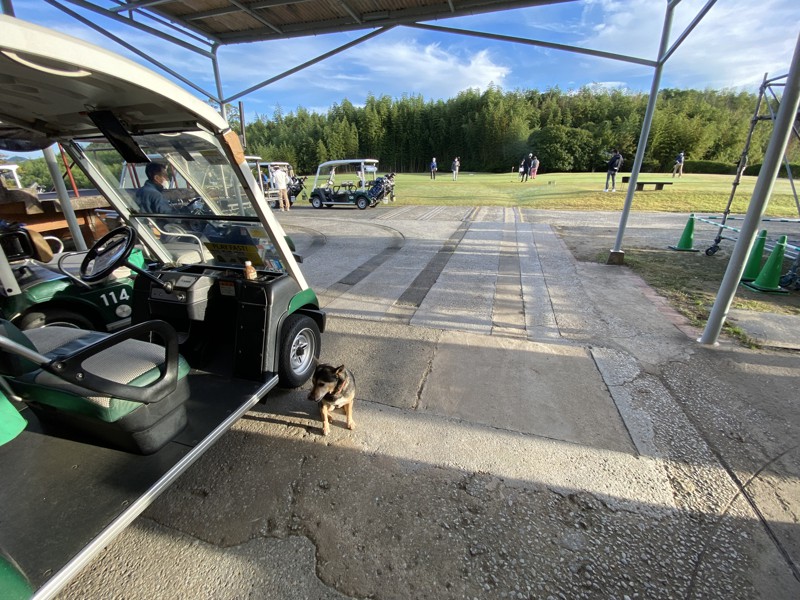 ゴルフ場に犬。