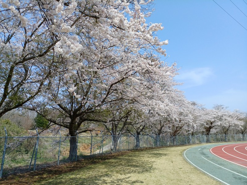 4月になれば(鉾田運動公園)