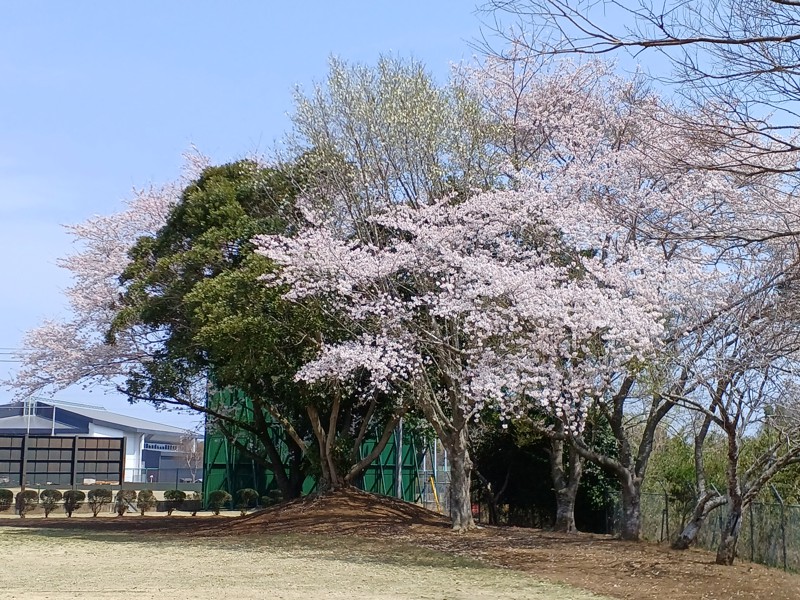 八重桜(テニスコート横)