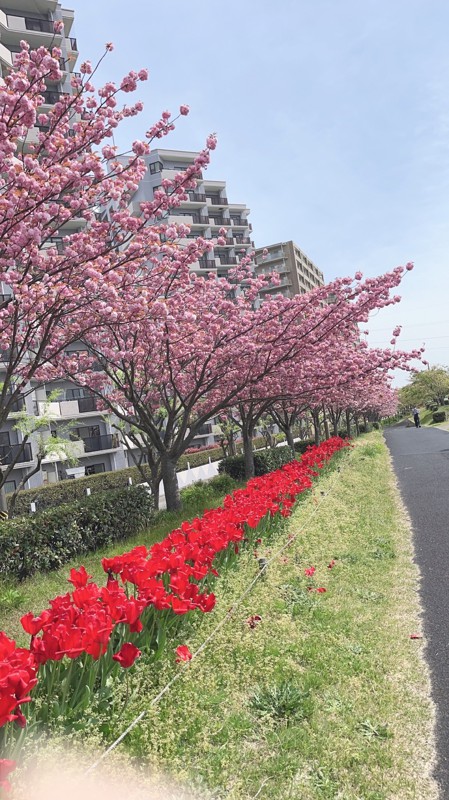 もうすぐお花見の季節…