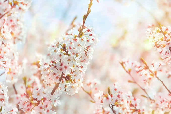 お花見🌸