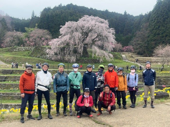 奈良県又兵衛桜