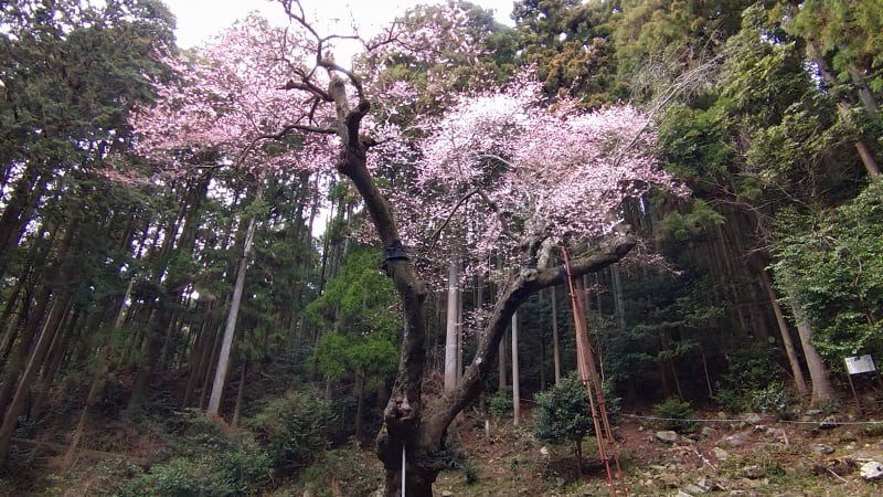 福智山の虎尾桜