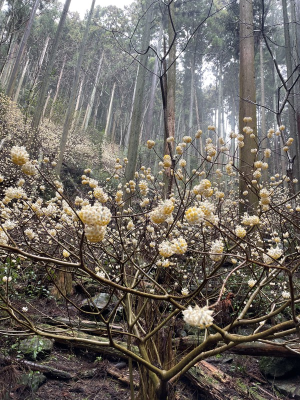 三椏群生