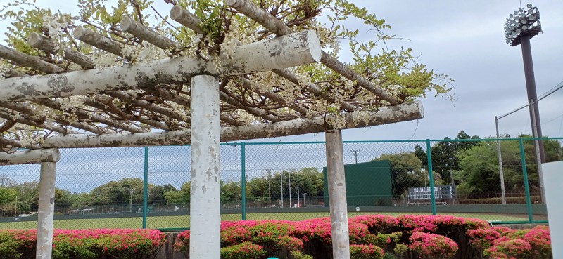 藤&榴(運動公園入口)